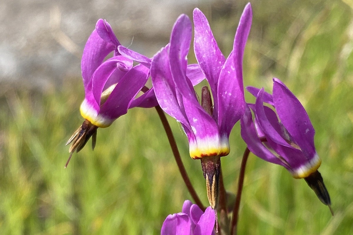 closeup of a pink shooting star flower