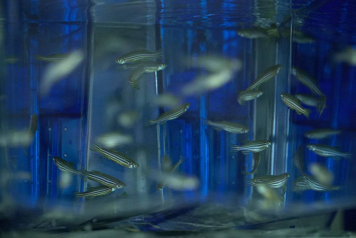 zebra fish in tank