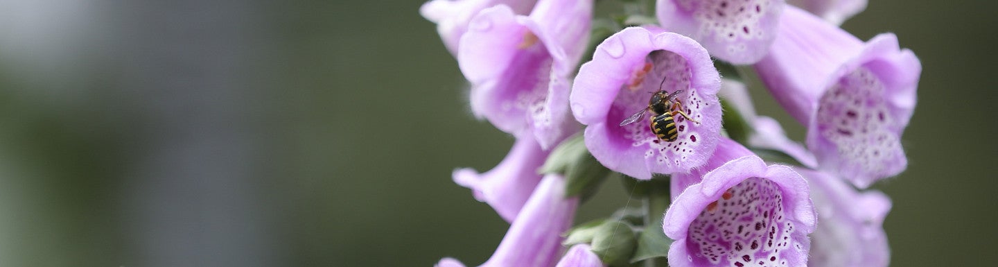 Bee on a purple flower