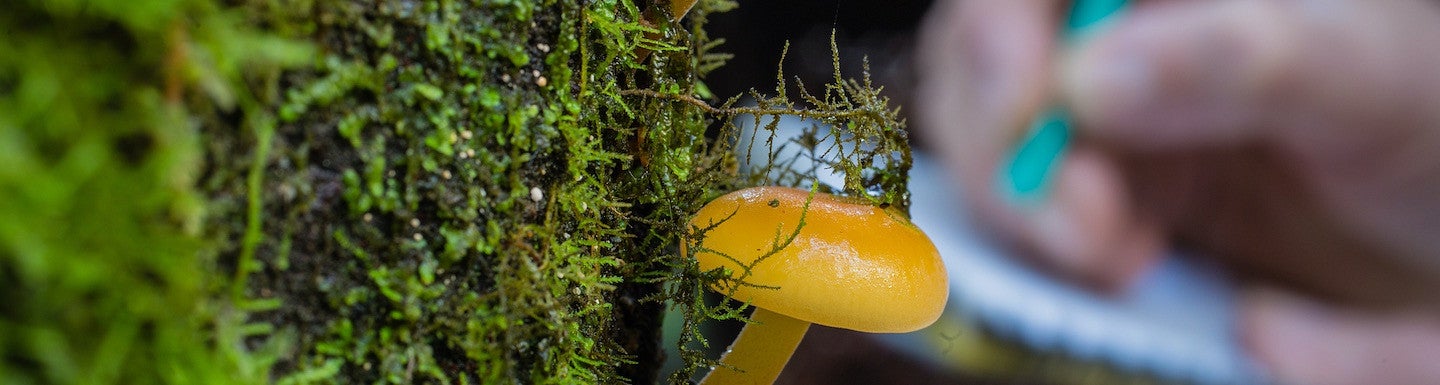 Researcher taking notes of fungi diversity