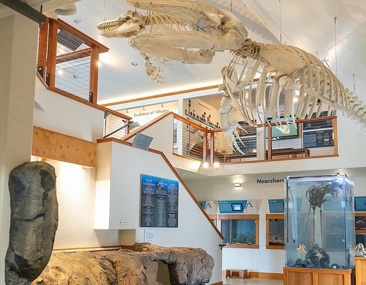 Lounge room filled with displays of marine life