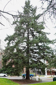 The Moon Tree that a NASA astronaut took seeds from and brought them to the Moon.