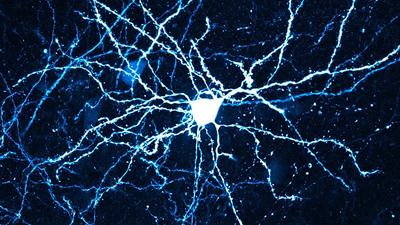 neurons graphic 