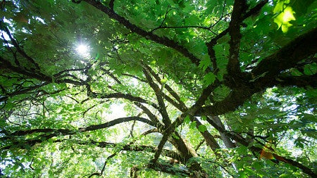 Tree canopy