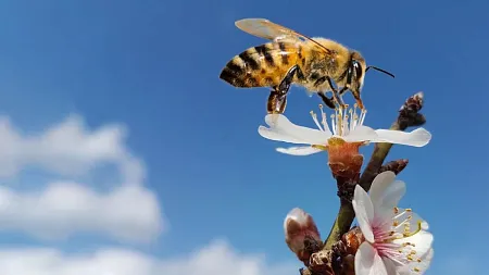 a bee pollinating a flower