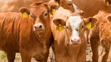 a group of cows on ranch