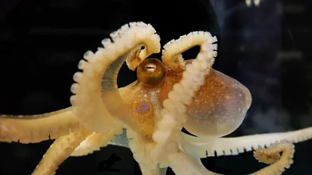 Octopus 