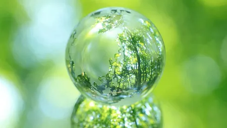 reflection of forest in raindrop