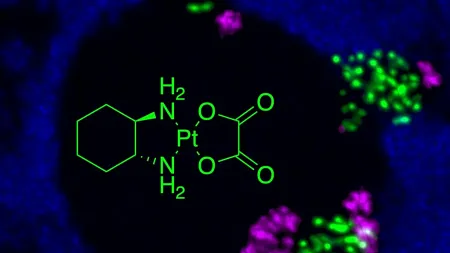 A nucleolus visualized with expansion microscopy