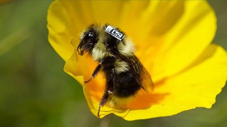 a bee with a qr code
