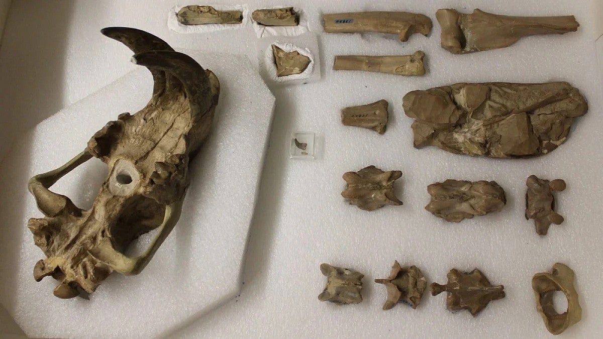 Fossils