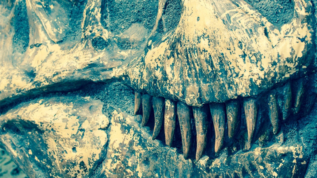 Dinosaur fossil