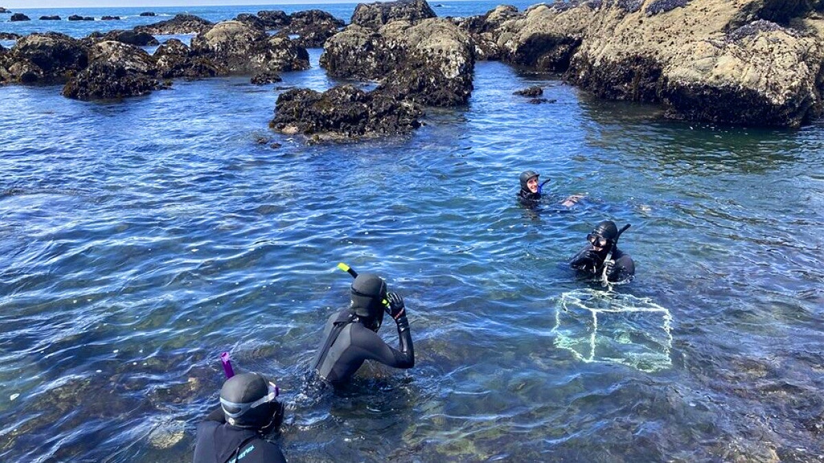 Marine biology students swimming in shallow water collecting samples