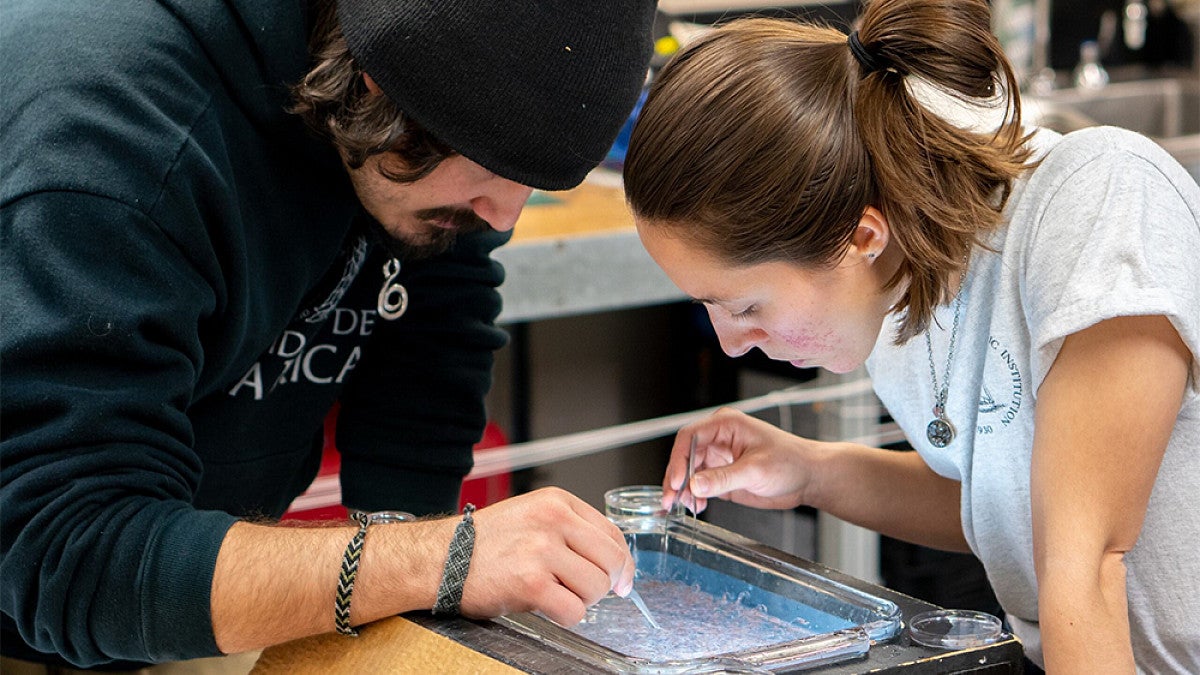 Two marine biology students conducting research over a glass dish with samples