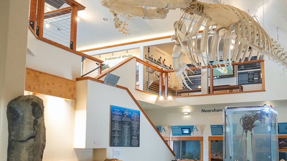 Lounge room filled with displays of marine life