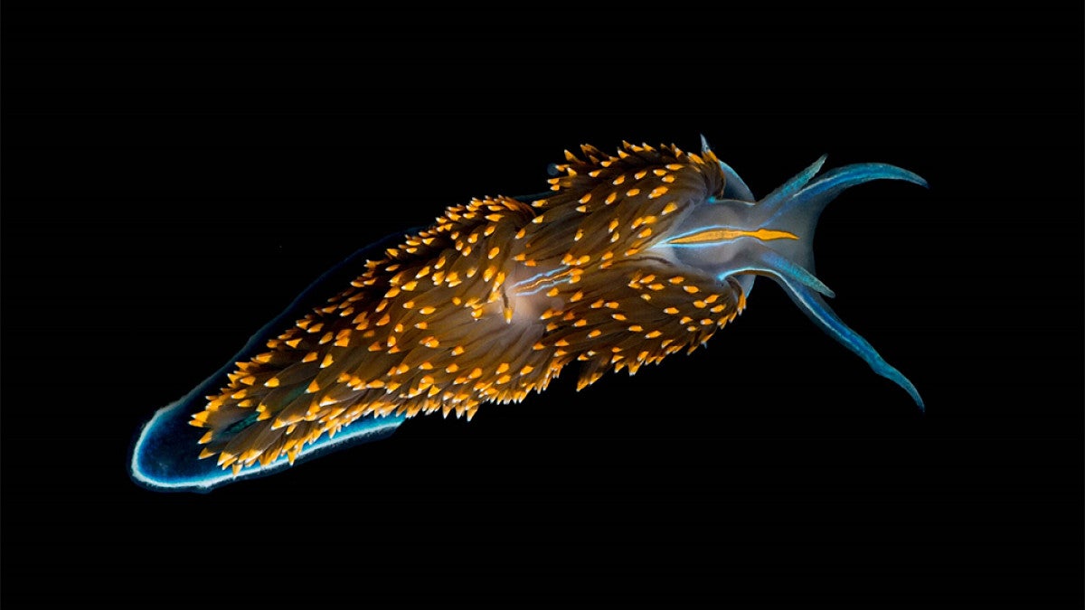 Nudibranch