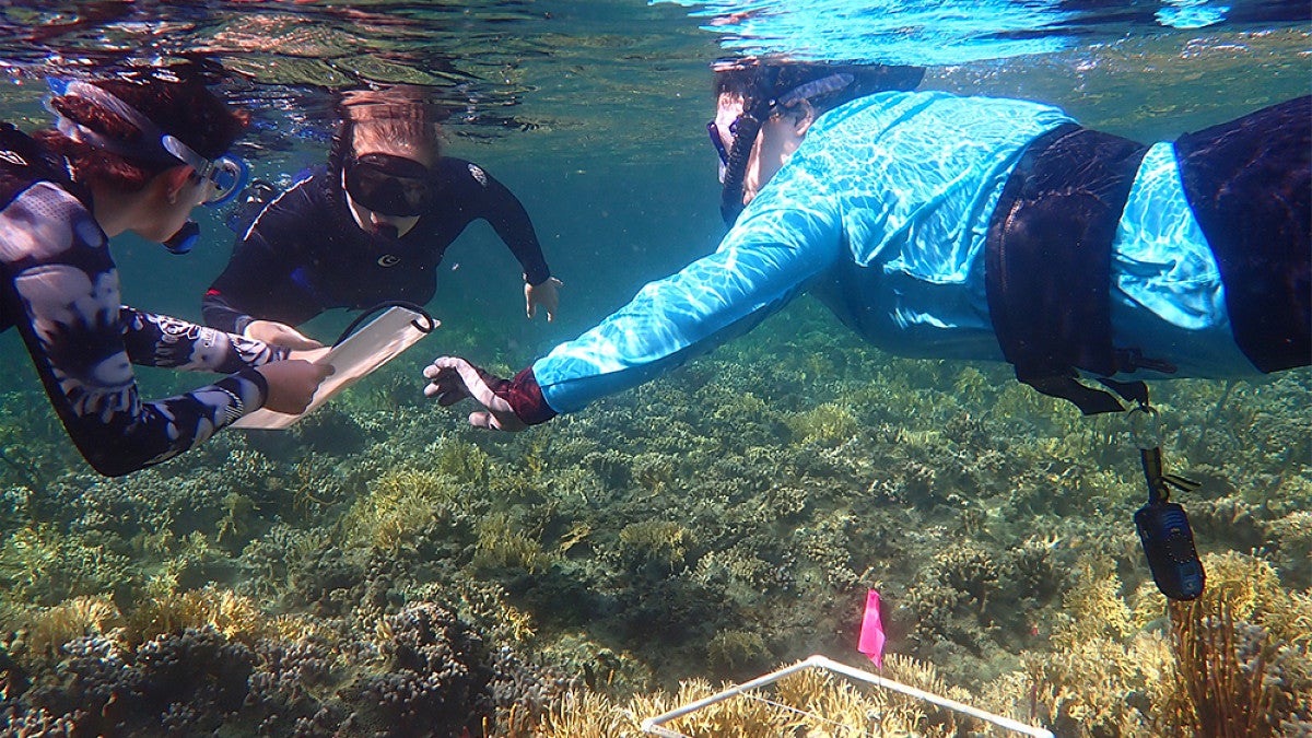 Marine biology students snorkeling and measuring ocean floor