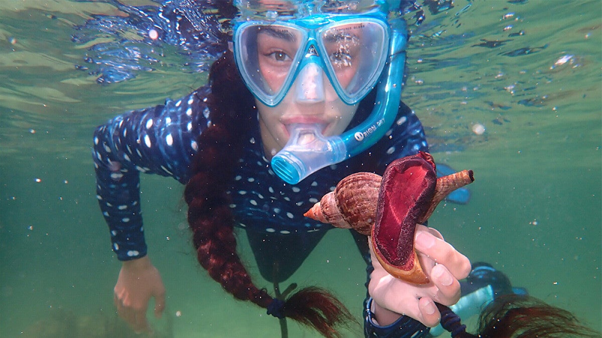 Student snorkeling in an ocean holding a marine snail with shell