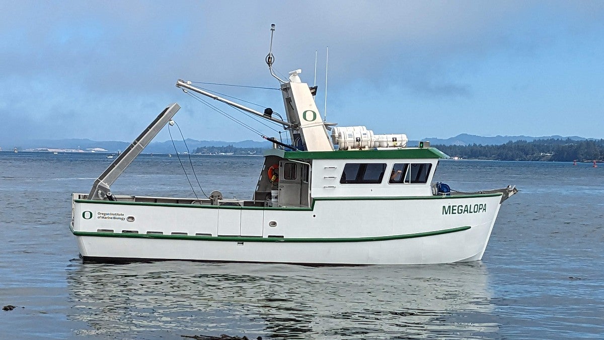 Megalopa boat in kelp