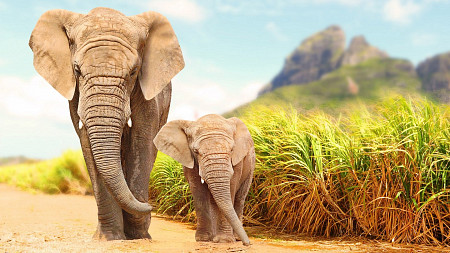 Two elephants walking 
