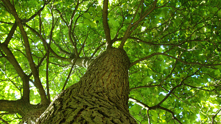 A tree canopy from below