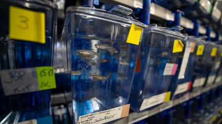 The UO's zebrafish lab is helping uncover the genetic origins of scoliosis, a spine-deforming condition.
