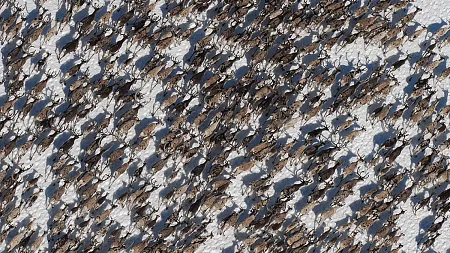 a herd of caribou migrating across the snow