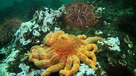 sunflower sea star on the ocean floor