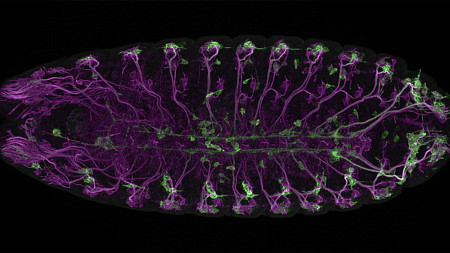 larval fly neurons