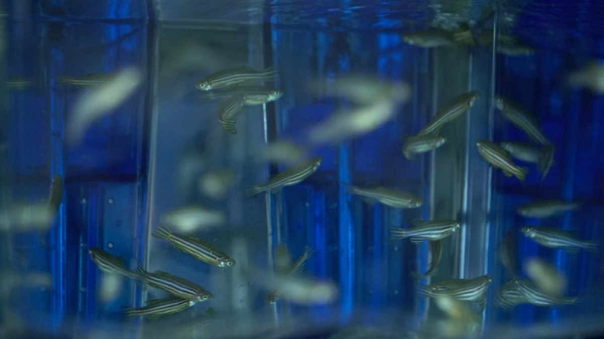 A group of swimming zebrafish.