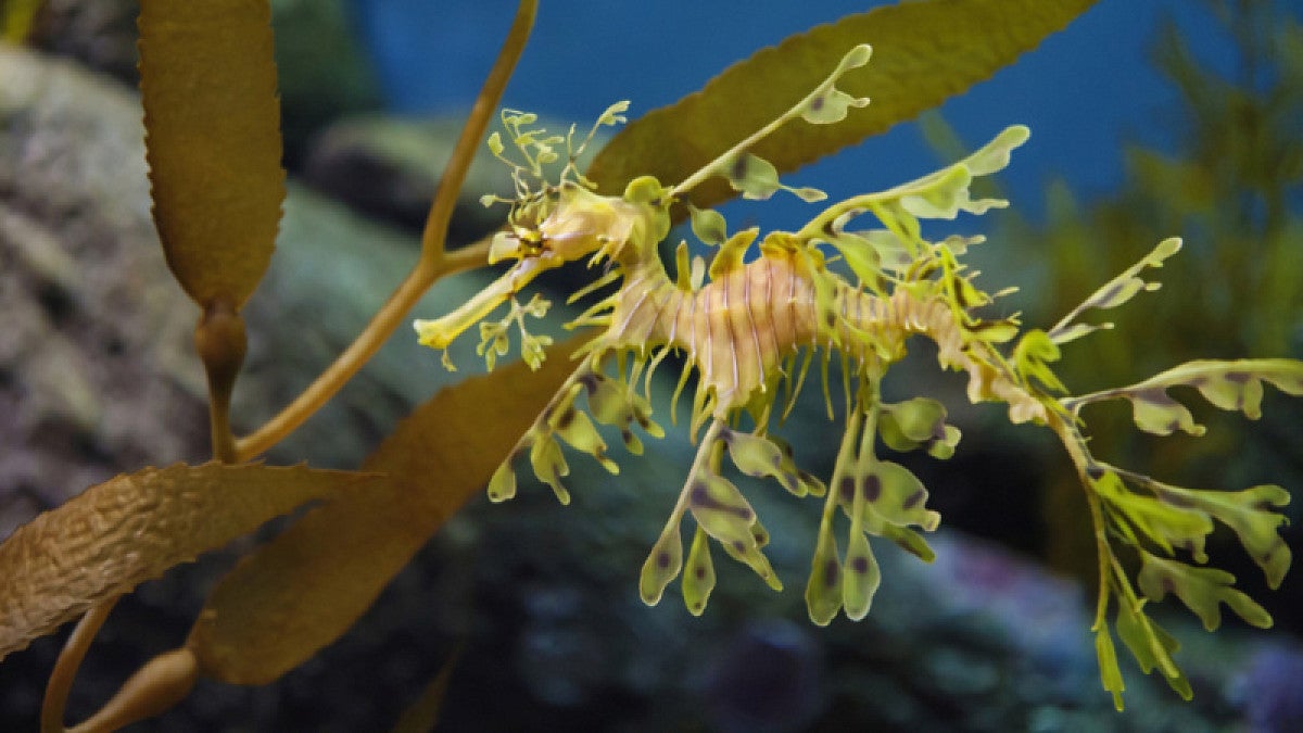 sea dragon next to seaweed